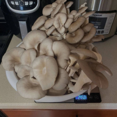 Zoe is Female Escorts. | Montreal | Quebec | Canada | canadapleasure.com 