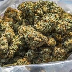 Cynthia is Female Escorts. | Toronto | Ontario | Canada | canadapleasure.com 